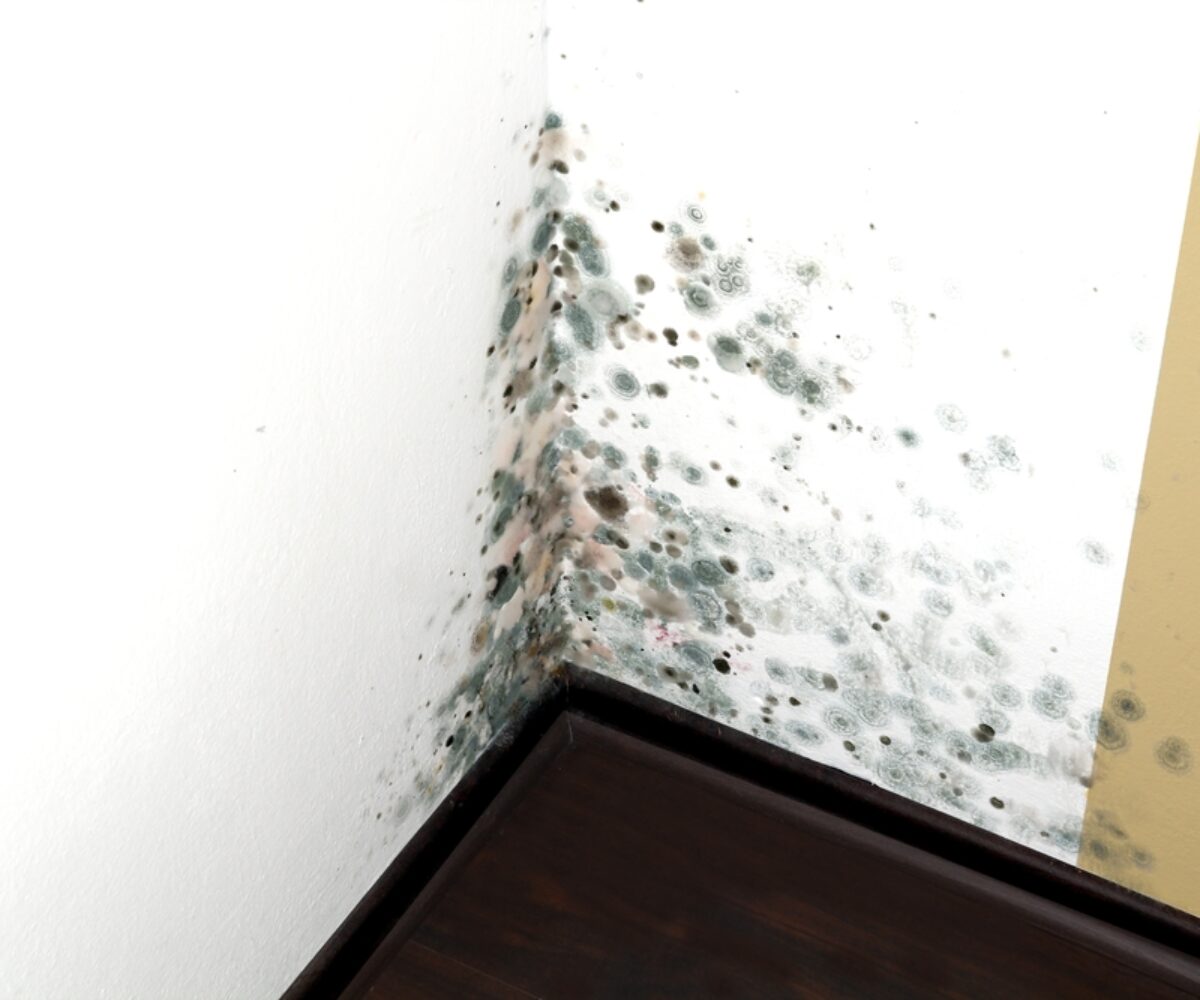 6 Ways to Prevent Mold in Your Basement